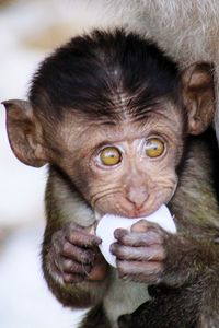 Close-up of monkey infant eating food