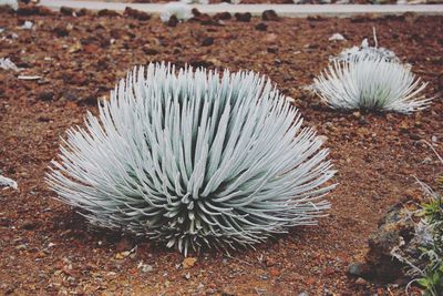 Close-up of plant