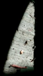 Close-up of insect on wall