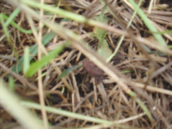 Close-up of grass in field