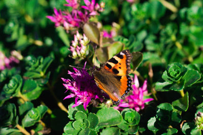 Close-up of butterfly pollinating on pink flower