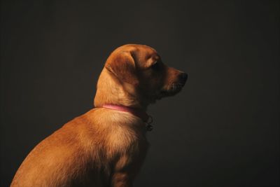 Side view of puppy looking away against black background