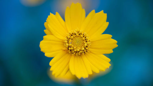 Close-up of yellow flower against blue sky