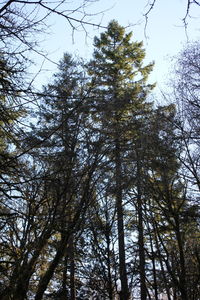 Low angle view of trees in forest