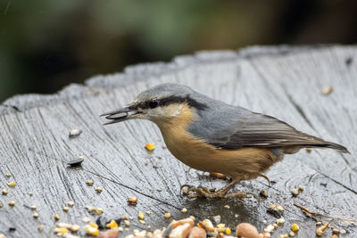 Close-up of nuthatch feeding on sunflower seeds, whilst perching on a tree stump. 