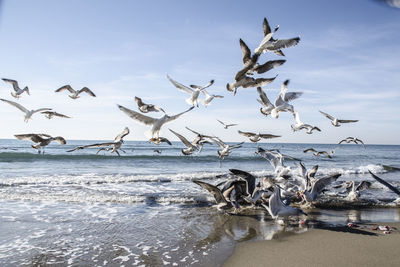 Seagulls flying over sea against sky