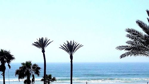 Palm trees on beach against clear sky