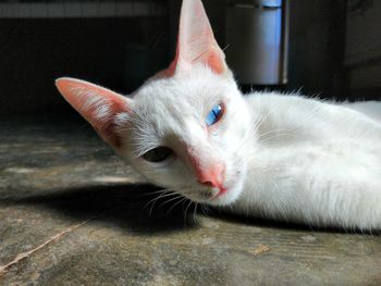 Close-up portrait of cat relaxing at home