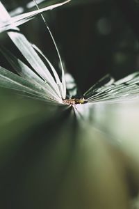 Close-up of spider on web