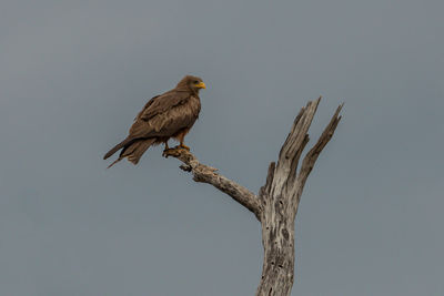 Low angle view of eagle perching on branch against sky