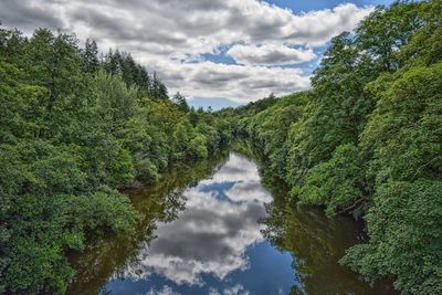 Scenic view of trees in forest against sky