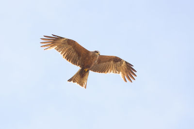 Low angle view of eagle flying against clear sky