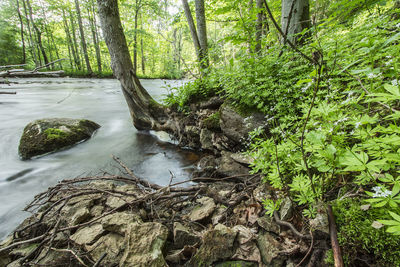 Scenic view of river amidst trees in forest