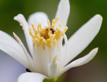 Close-up of insect on white flower