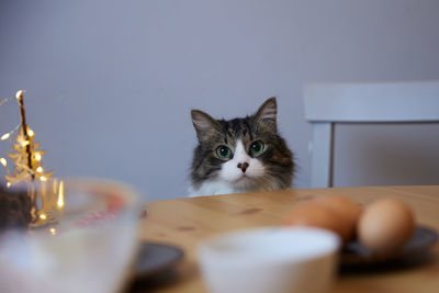 Cat sitting on table