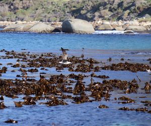 View of birds on beach