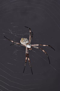 Close-up of spider on web