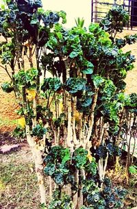 Plants growing in backyard