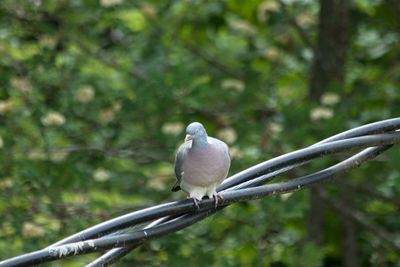 Close-up of bird perching on tree