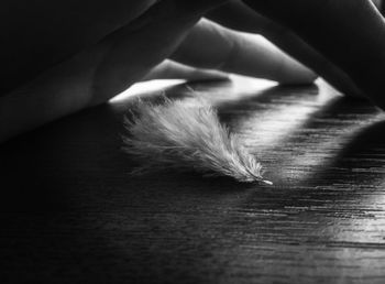 Close-up of human hand covering feather