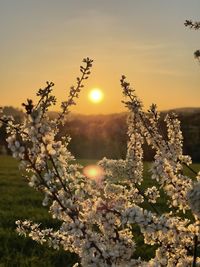 Close-up of flowering plant against sky during sunset