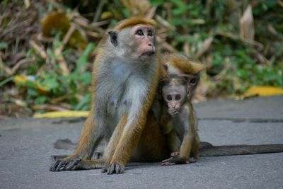 Close-up of monkey sitting on road