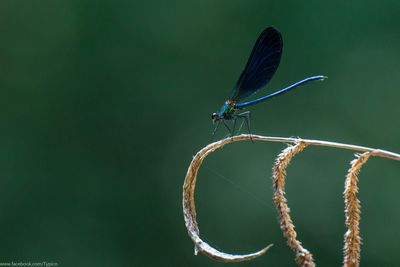 Close-up of insect