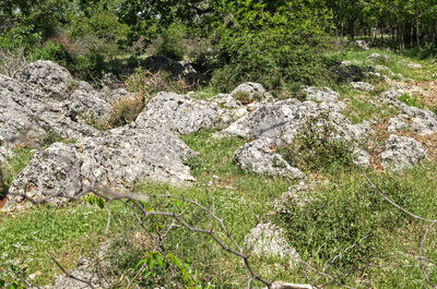 View of trees growing in forest