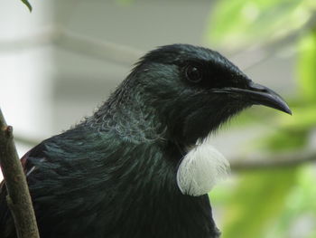 Close-up of crow