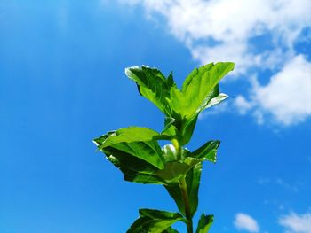 Low angle view of fresh green plant against blue sky