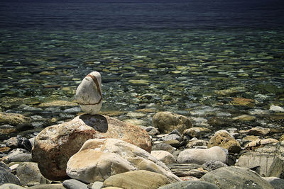 Turtle on rocks at sea shore