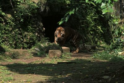 Trees in zoo