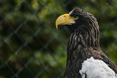 Steller sea eagle against chainlink fence in zoo