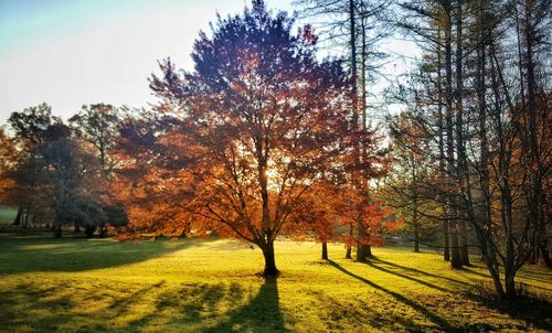 Trees in park during autumn