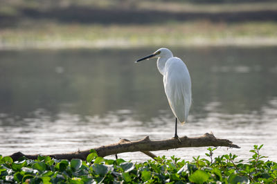 Bird perching on a lake