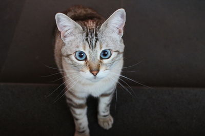 Close-up portrait of tabby cat