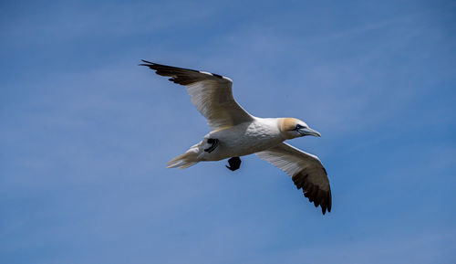 Low angle view of seagull flying