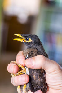 Close-up of hand holding egg