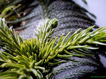 Close-up of fresh green plant