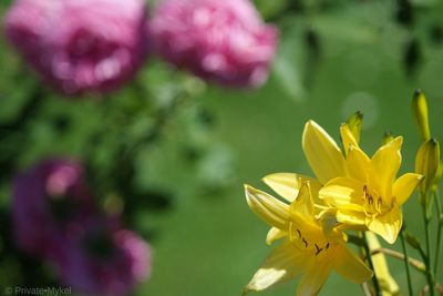 Close-up of yellow flower