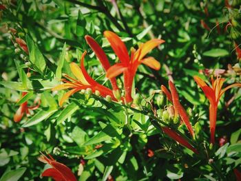 Close-up of red flowers