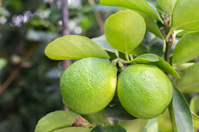 Close-up of fruits growing on tree