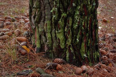 High angle view of trees growing on field