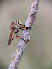 Close-up of insect on branch