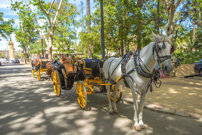 Horse cart on street