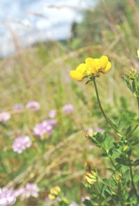 Close-up of yellow flower blooming in field