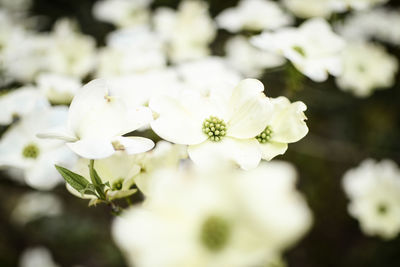 Close-up of white flowering plant