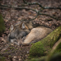 Close-up of cat sleeping on field