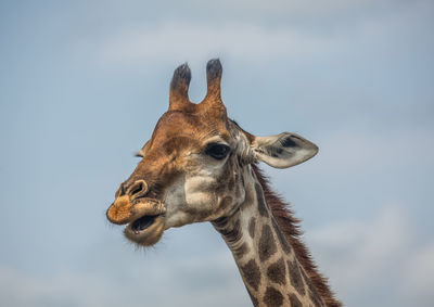 Low angle view of giraffe against sky