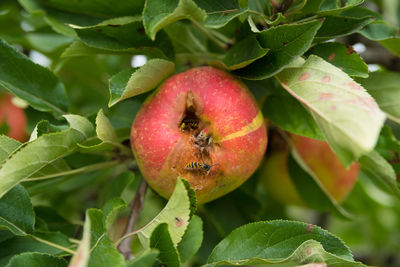 Close-up of apples on plant